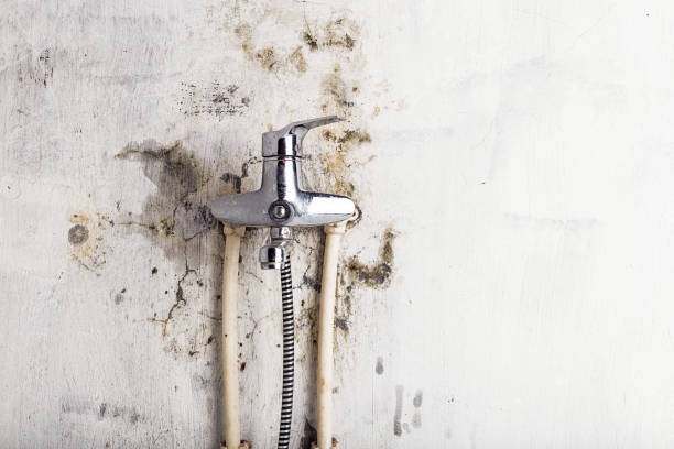 Best Fast Mold Removal  in West Wood, UT
