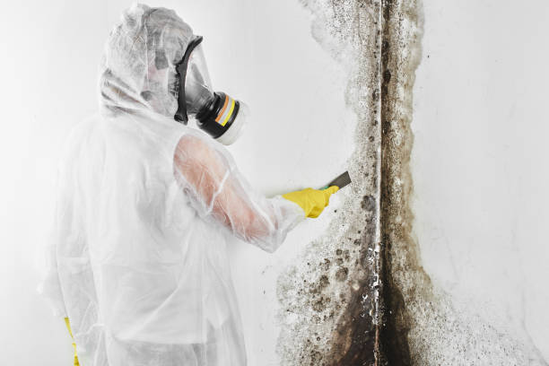 Best Mold Testing  in West Wood, UT