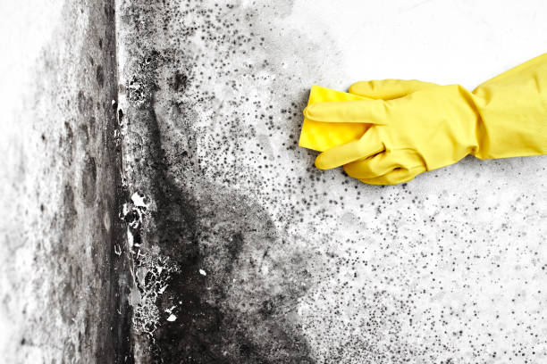 Best Commercial Mold Removal  in West Wood, UT