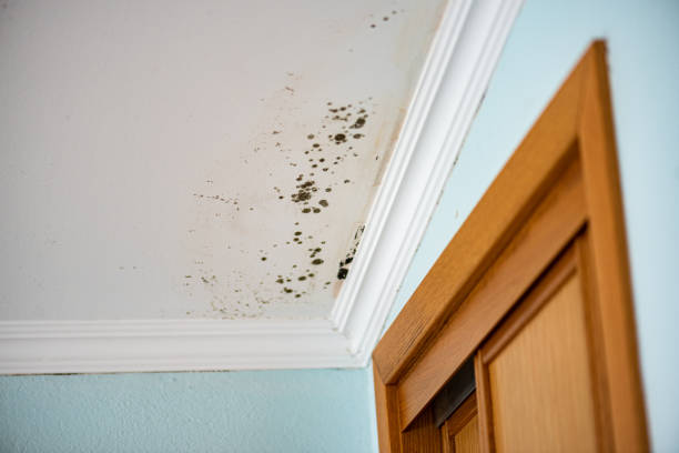 Best Mold Removal Company Near Me  in West Wood, UT