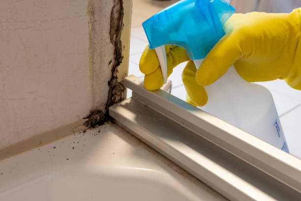 Best Affordable Mold Removal  in West Wood, UT