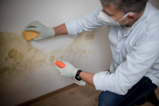 Trusted West Wood, UT Mold Removal Experts