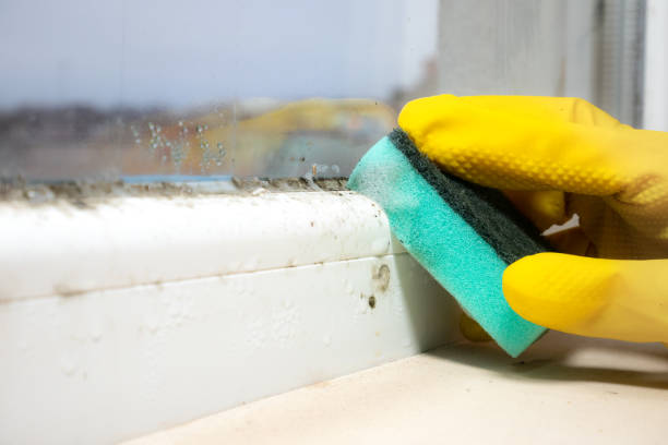Best Best Mold Removal Companies  in West Wood, UT