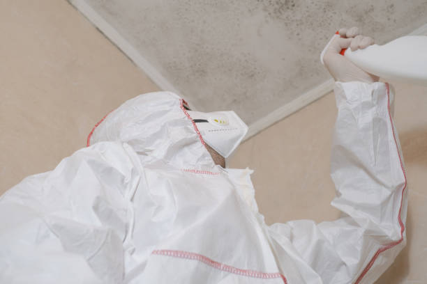 Best Mold Removal Near Me  in West Wood, UT