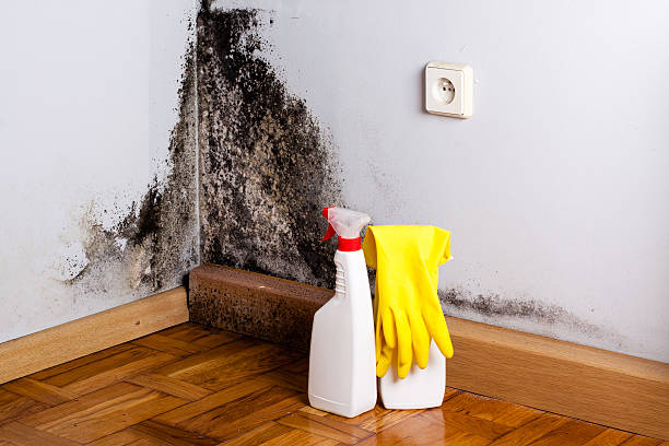 Best Crawl Space Mold Removal  in West Wood, UT