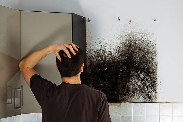 Best Mold Remediation  in West Wood, UT