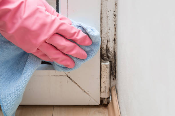 Best Emergency Mold Removal  in West Wood, UT