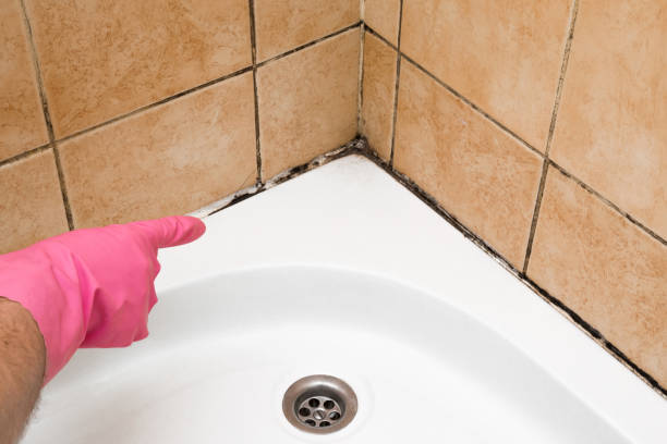 Best Toxic Mold Removal  in West Wood, UT