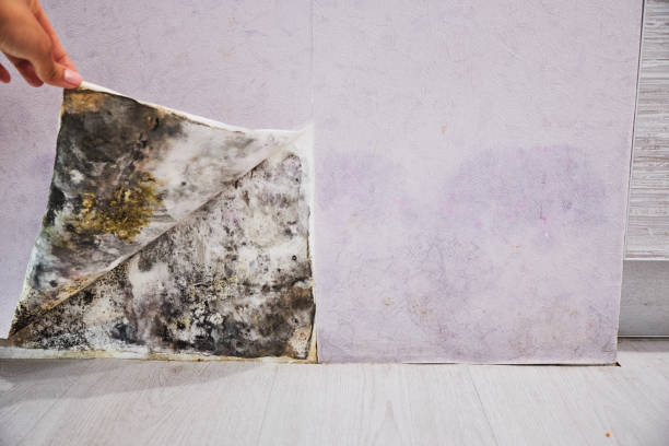 Best Office Mold Removal Services  in West Wood, UT